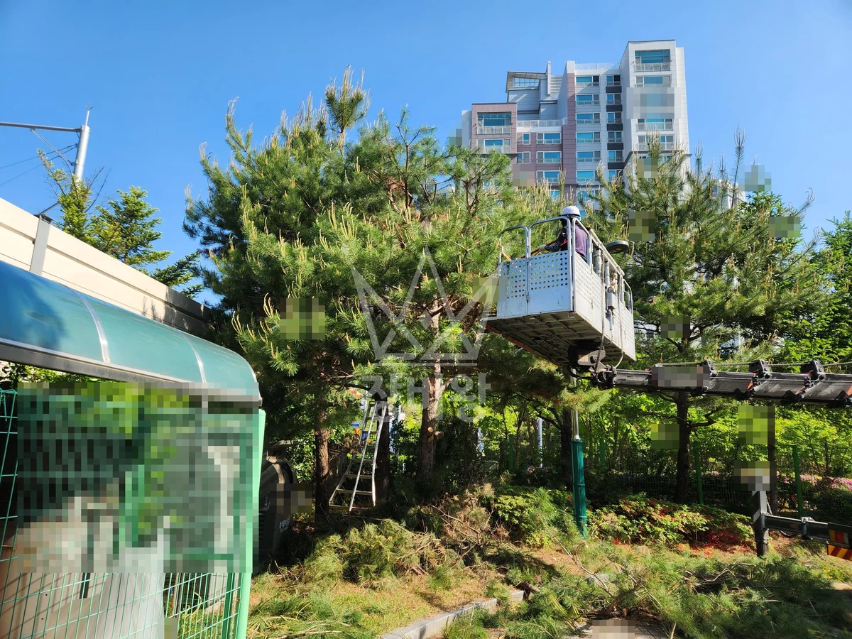 대전 유성구 반석동 3.5톤 스카이차 소나무전지 작업사진 1