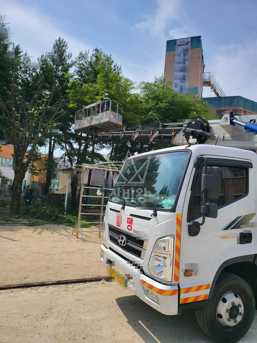 대전 서구 만년동 3.5톤 스카이차 느티나무 전지 작업사진 1
