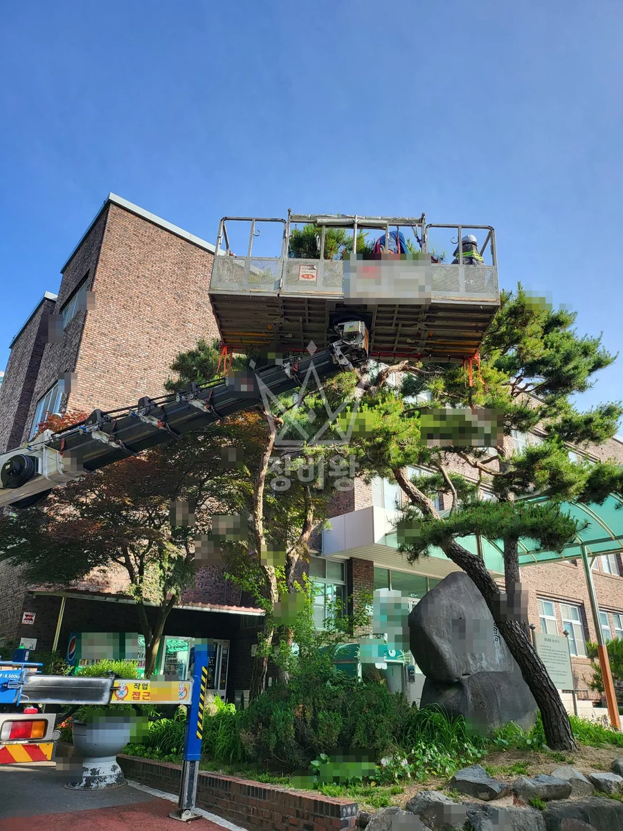 대전 유성구 관평동 3.5톤 스카이차 소나무등수목전지 / 2대작업 작업사진 2