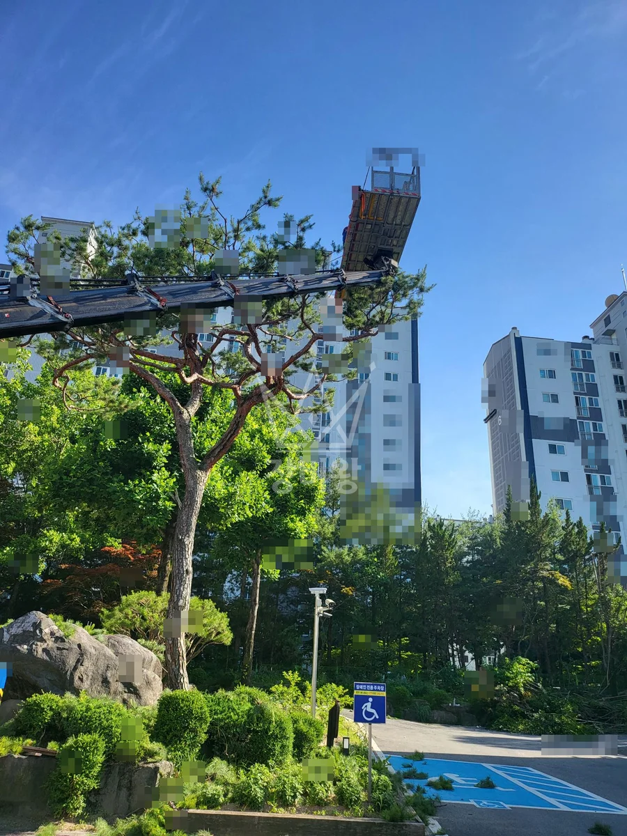 대전 유성구 관평동 3.5톤 스카이차 소나무등수목전지 / 2대작업 작업완료사진 1