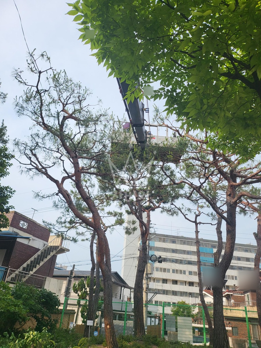대전 대덕구 비래동 3.5톤 스카이차 2일차 : 수목전지 작업사진 3