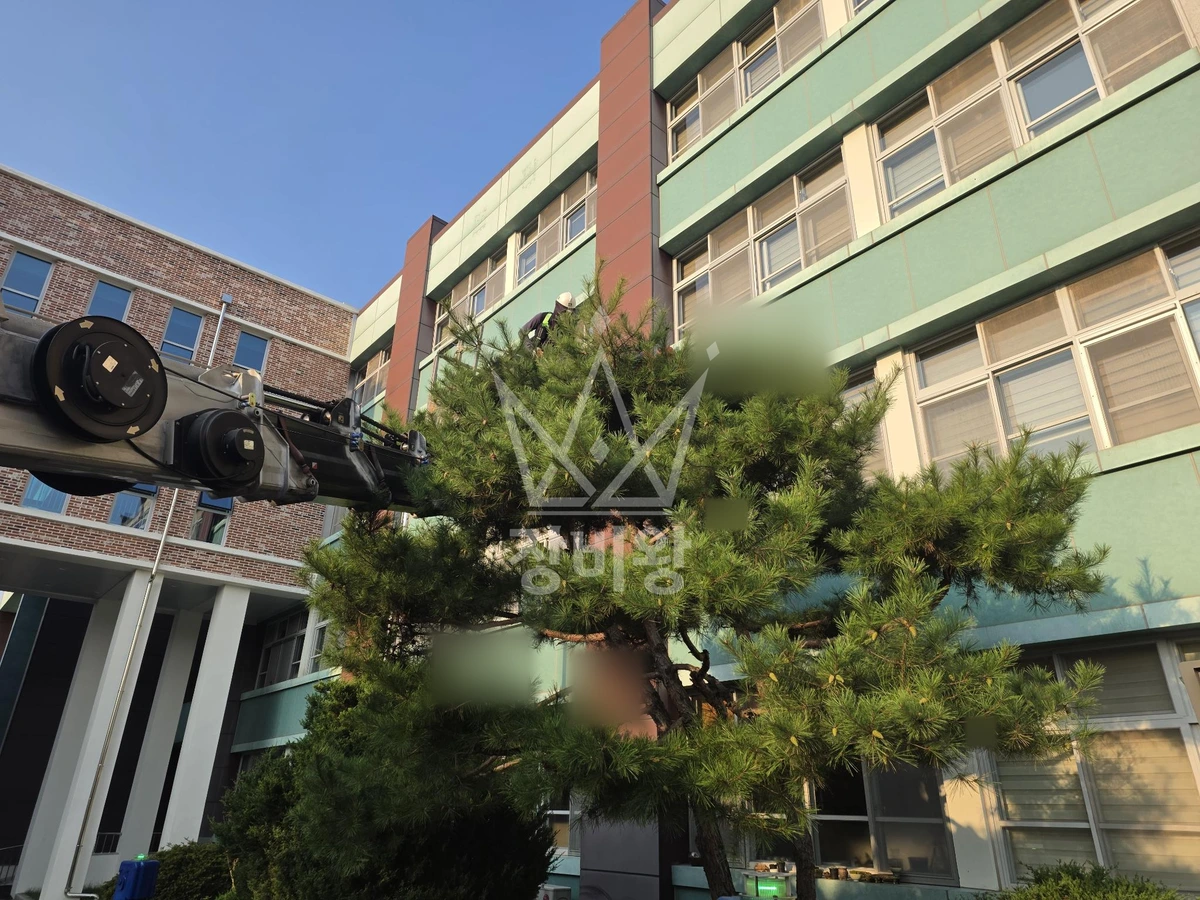 대전 동구 비룡동 3.5톤 스카이차 수목전지 작업사진 3