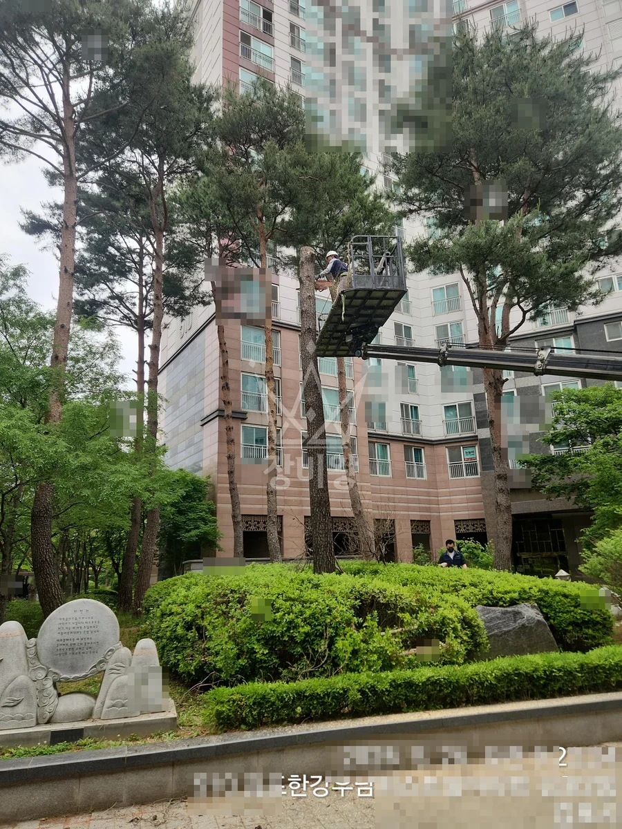 경기 김포시 장기동 3.5톤 스카이차 소나무 전지,전정 작업사진 2