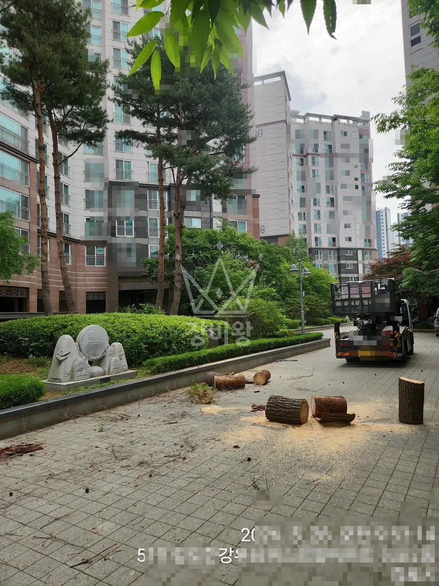 경기 김포시 장기동 3.5톤 스카이차 소나무 전지,전정 작업완료사진 1