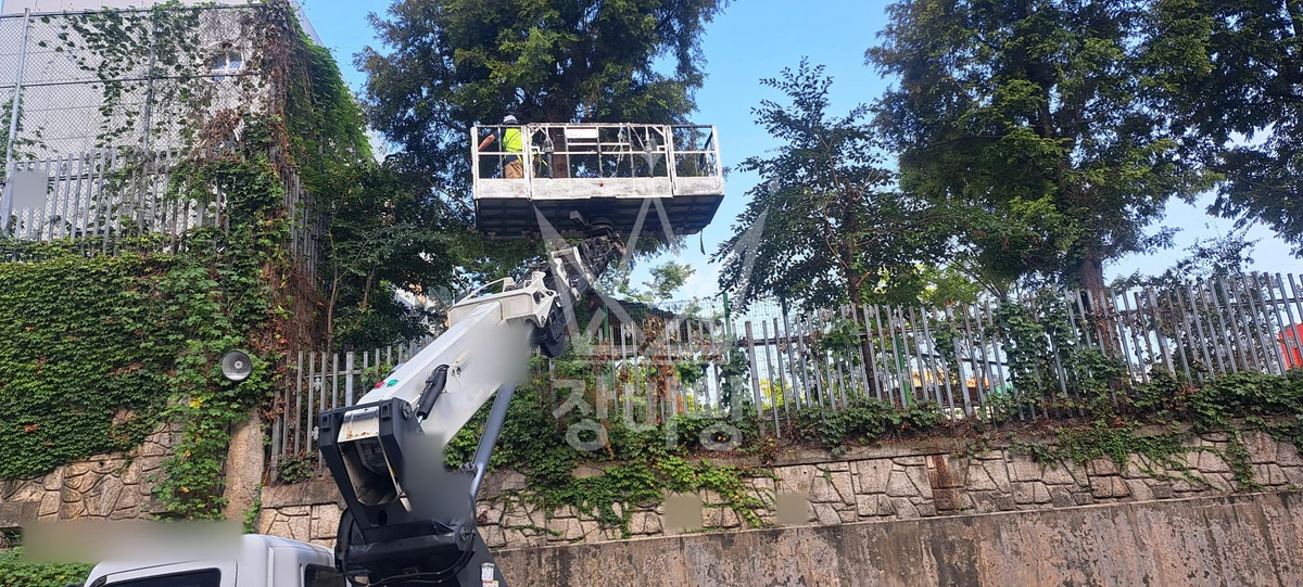 인천 계양구 병방동 3.5톤 스카이차 학교 담장 키큰 나무 전지 작업사진 1