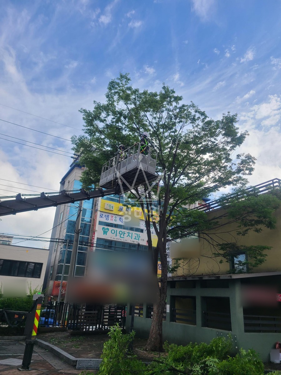 대전 중구 태평동 3.5톤 스카이차 나무벌목작업 작업사진 2