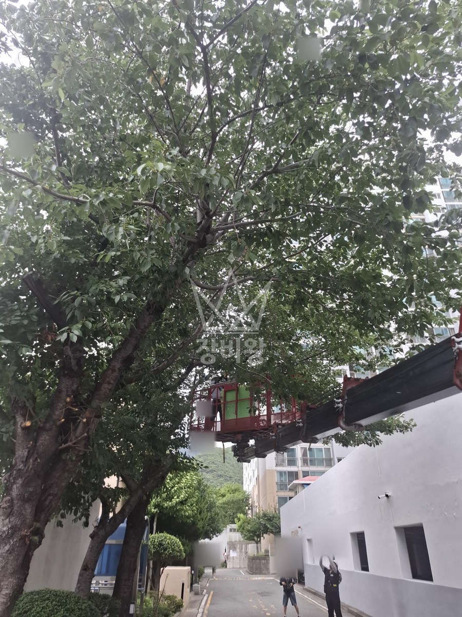 부산 해운대구 우동 3.5톤 스카이차 나무전지작업 작업완료사진 1