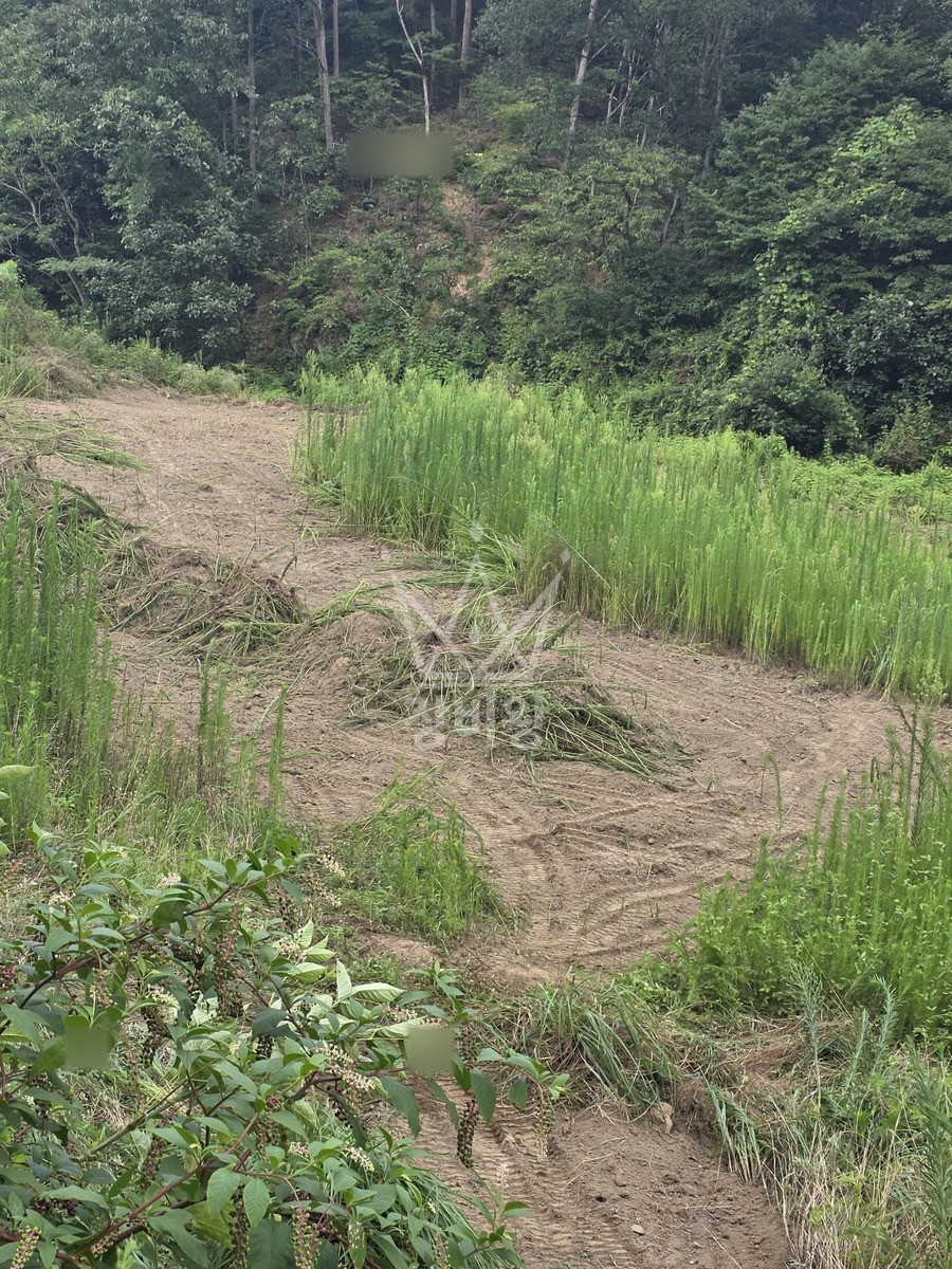 충북 청주시 서원구 현도면 포크레인(굴착기) 풀제거 작업사진 2